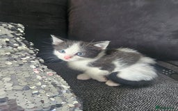 British Shorthair cats for sale: Kittens very playfull mother can be seen ready now - Image 2
