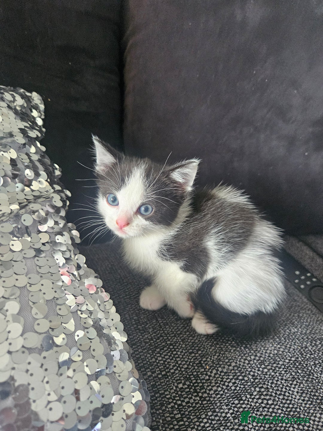 British Shorthair cats for sale: Kittens very playfull mother can be seen ready now - Image 2