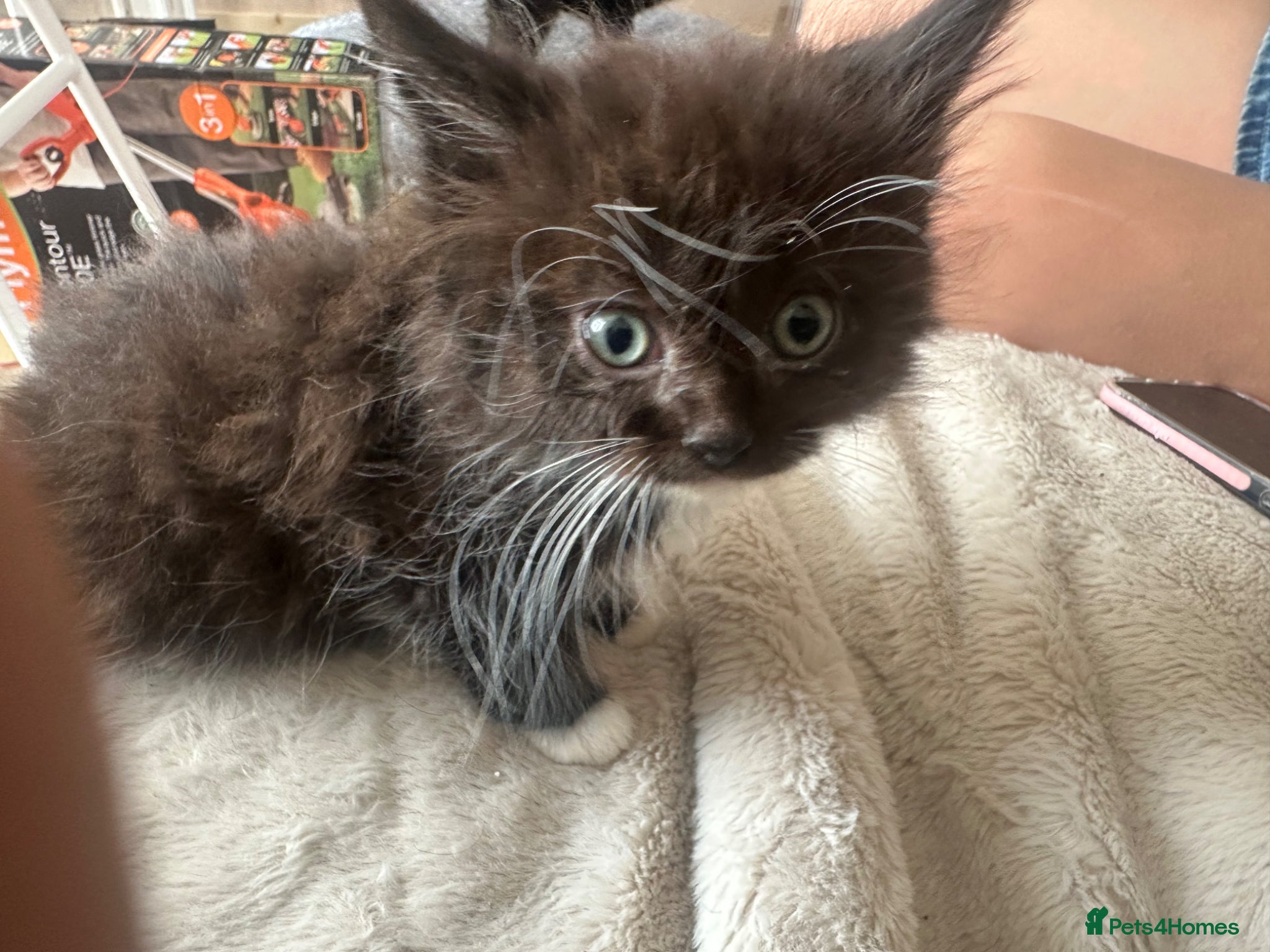 Ragdoll cats for sale: Ragdoll cross maincoon  - Advert 4