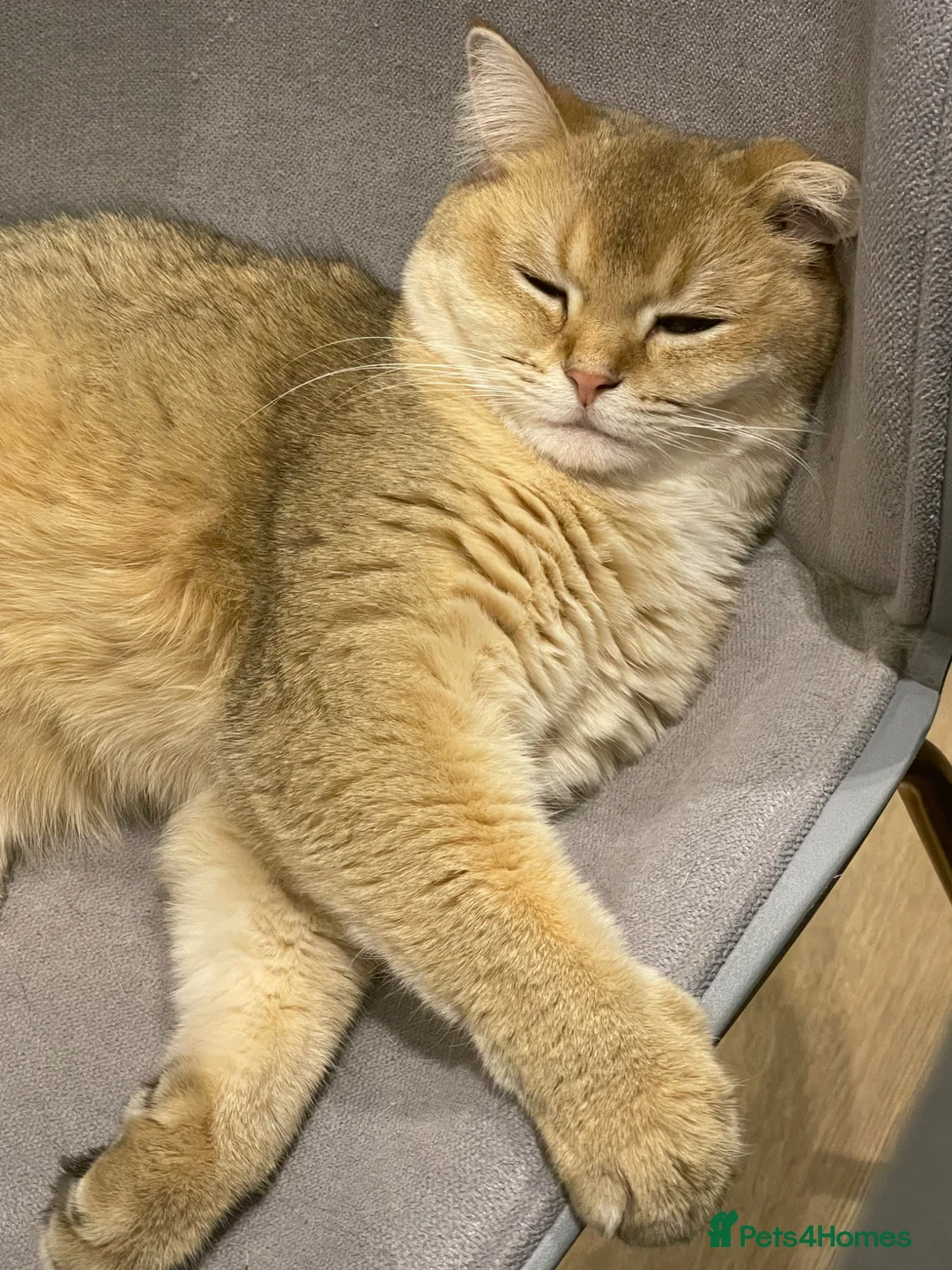 British Shorthair cats for sale: 2 lovely boy rehome  in London - Advert 4