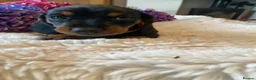 Miniature Dachshund dogs for sale: Beautiful miniature dachshund litter  - Advert 12