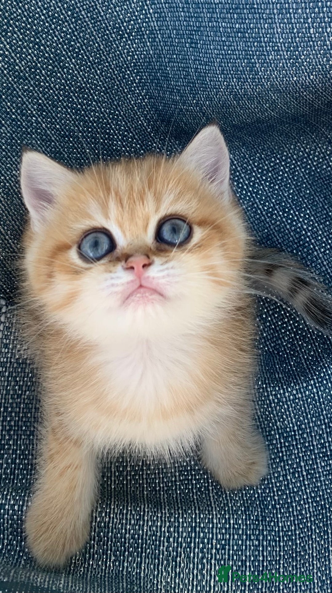 British Shorthair cats for sale: British Golden Shorthair kittens GCCF  - Image 10