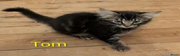 Domestic Shorthair cats for sale: READY TO LEAVE NOW🩵🩷 - Advert 24