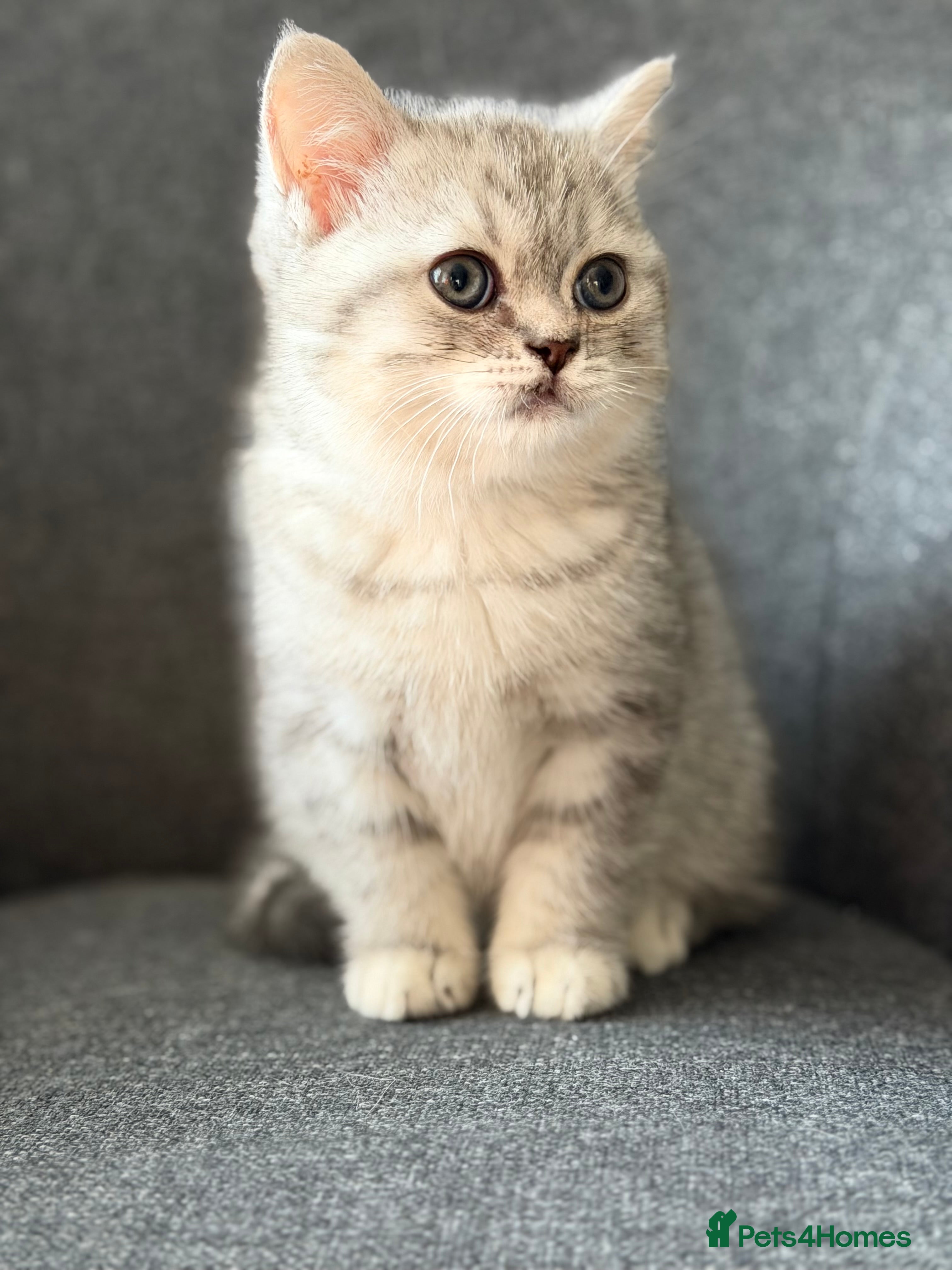British Shorthair cats Adorable BSH/BLH kittens  - Advert 5