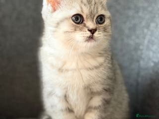 British Shorthair cats Adorable BSH/BLH kittens - Advert 5