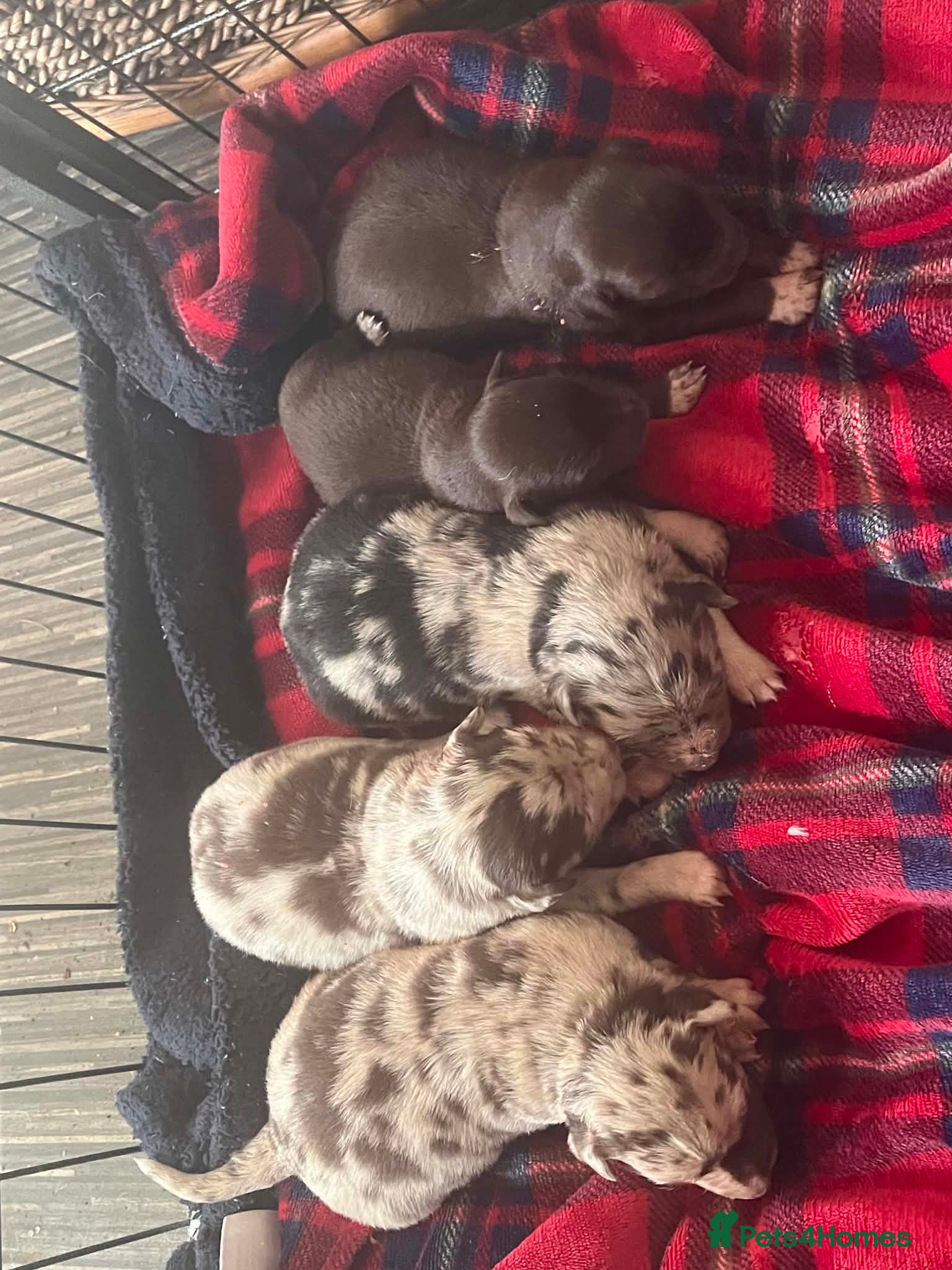 Border Collie dogs for sale: Blue merle  in Ammanford - Advert 3