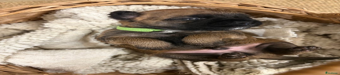 Green Puppy 