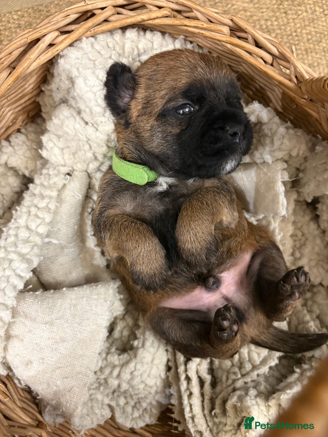 Border Terrier dogs for sale: Gorgeous Border Terrier Puppies looking for homes - Image 11