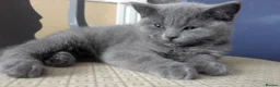 British Shorthair cats for sale: 1 girl available Parents Pedigree DAD x5 champion  - Advert 4