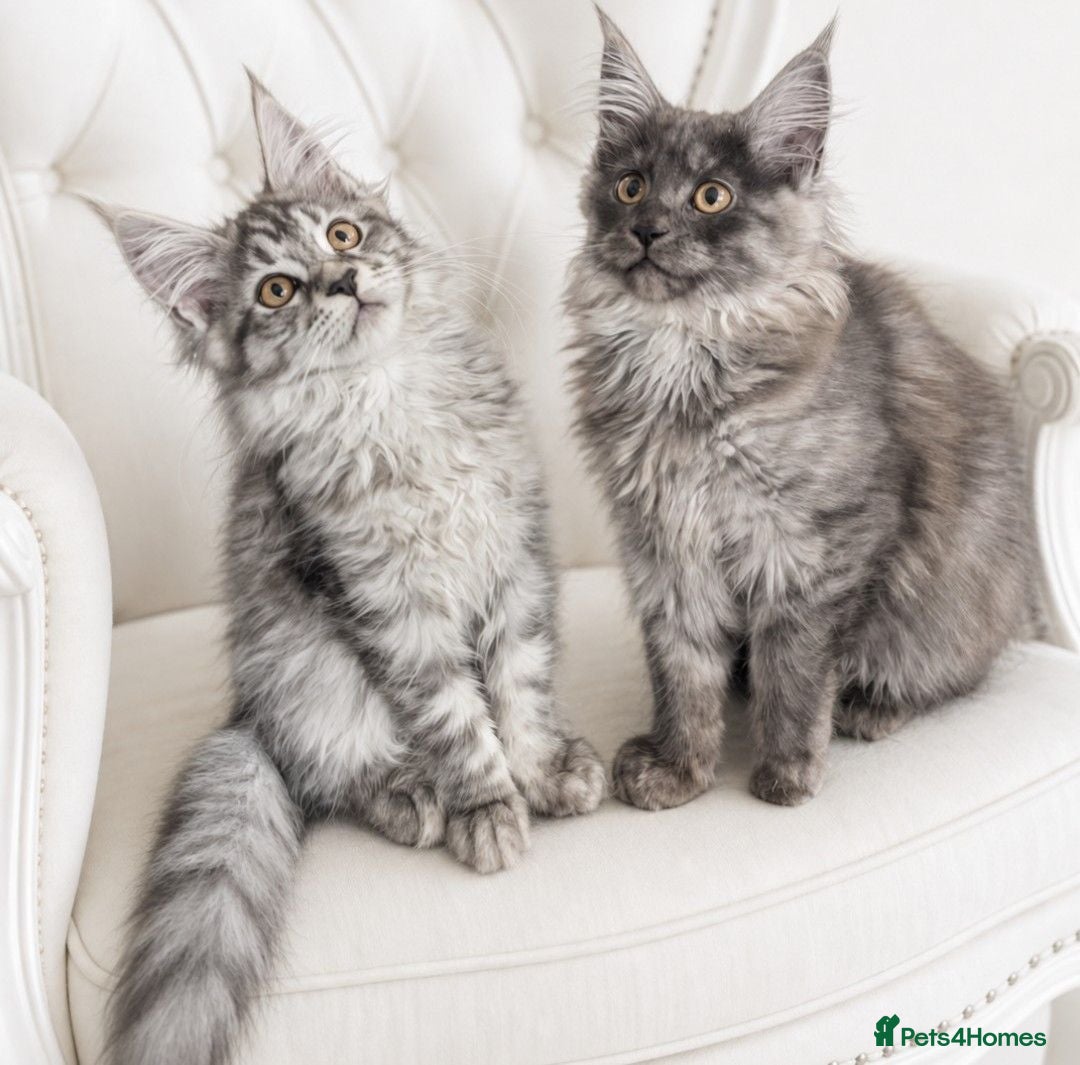 Maine Coon cats Exceptional Maine Coon Kittens for Loving Homes - Advert 11