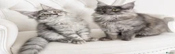 Maine Coon cats for sale: Exceptional Maine Coon Kittens for Loving Homes - Advert 3