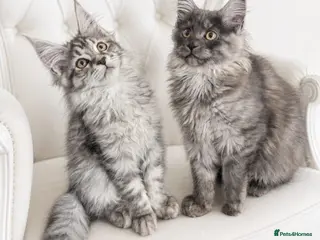 Maine Coon cats Exceptional Maine Coon Kittens for Loving Homes - Advert 11