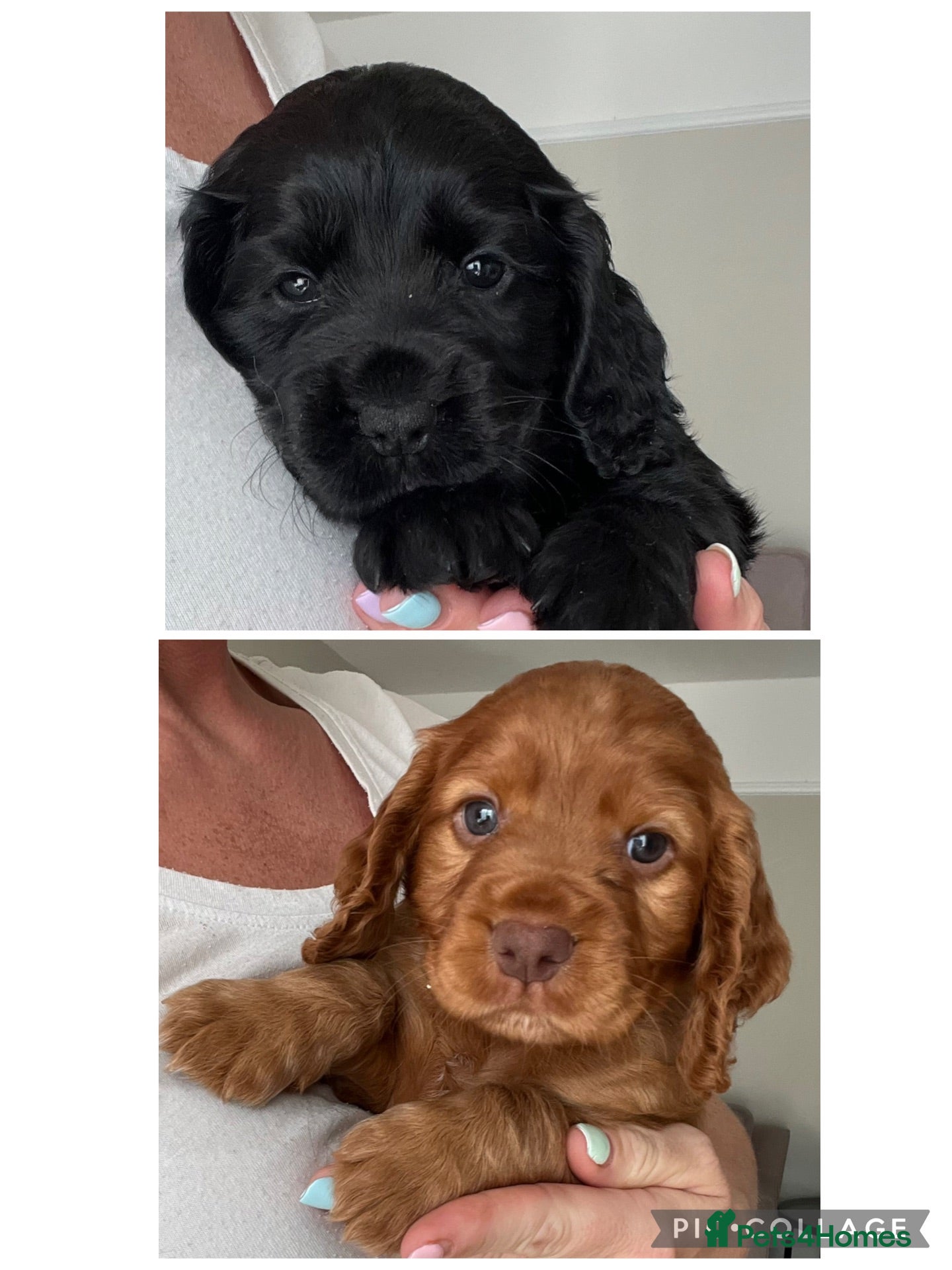 Cocker Spaniel dogs Gorgeous PRA/FN clear working cocker puppies  - Advert 1