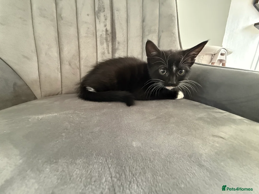 Mixed Breed cats for sale: Ready for their forever home 🥰⭐️ - Advert 40
