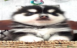 Pomsky dogs for sale: Very Tiny F4 Pomskys  - Image 18