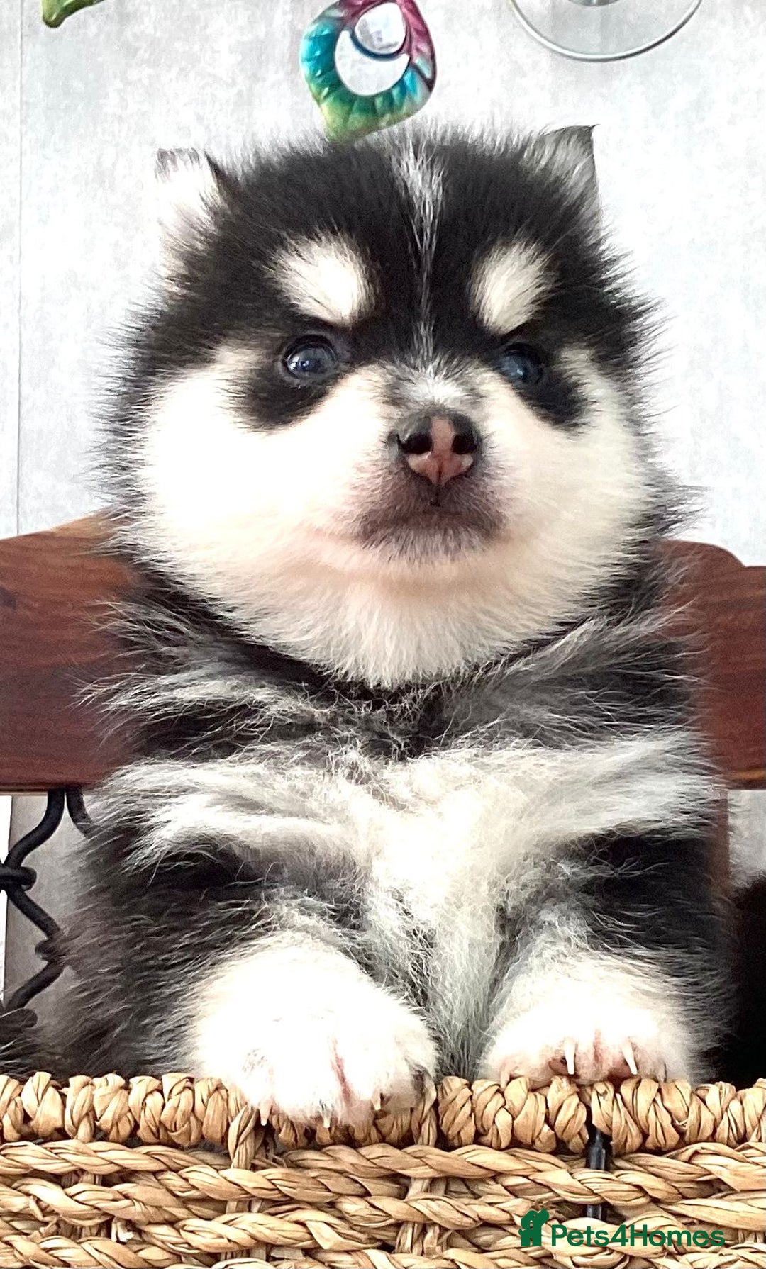 Pomsky dogs for sale: Very Tiny F4 Pomskys  - Image 18