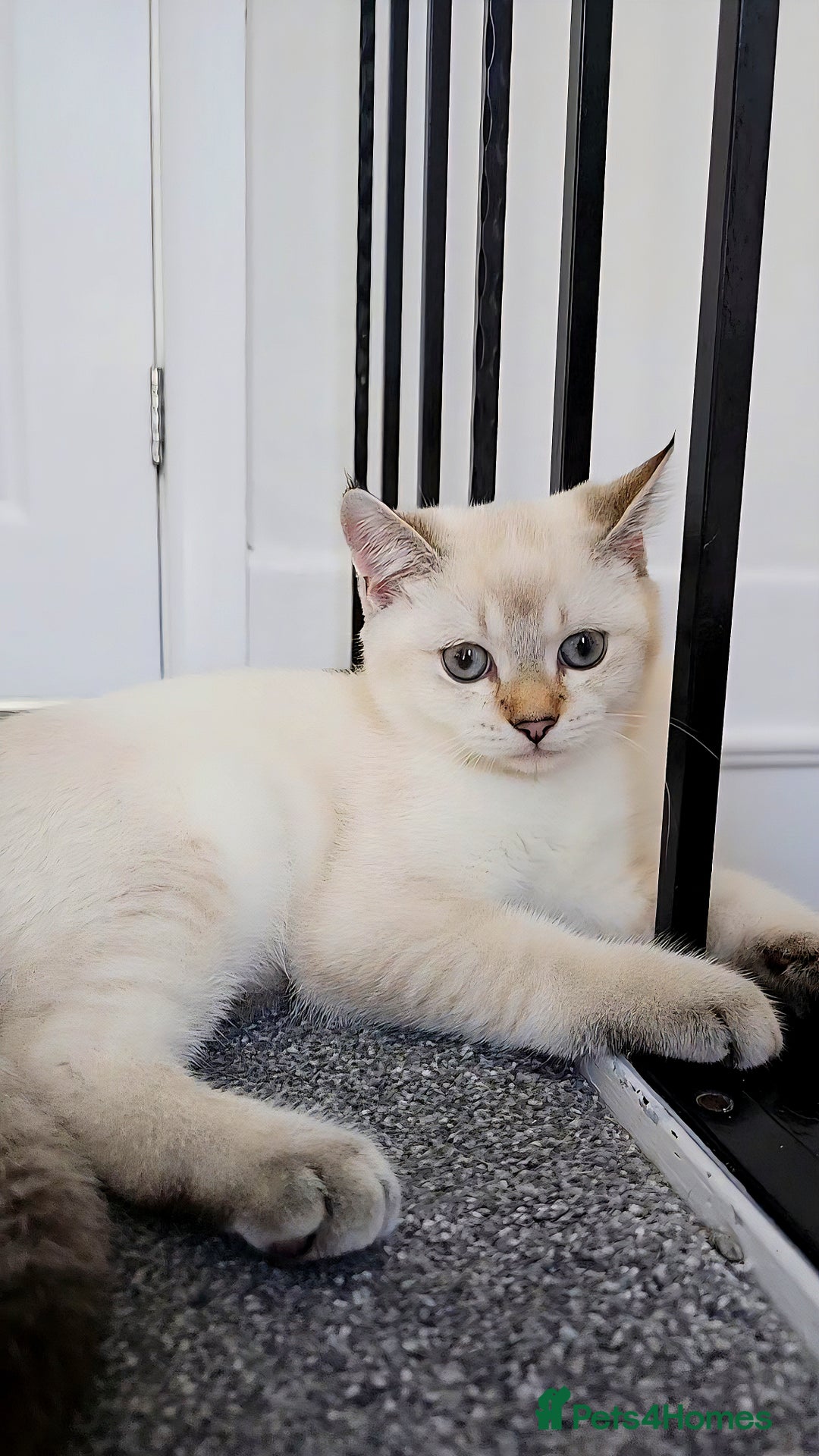 Scottish Fold cats for sale: 😻SF pedigree TICA 😸 READY TO LEAVE😸 - Image 5
