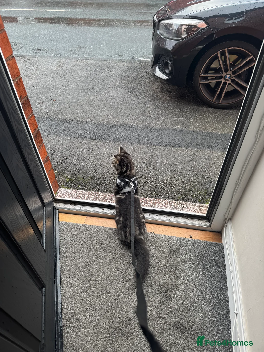 British Longhair cats for sale: Beautiful fluffy boy kitten - Advert 7