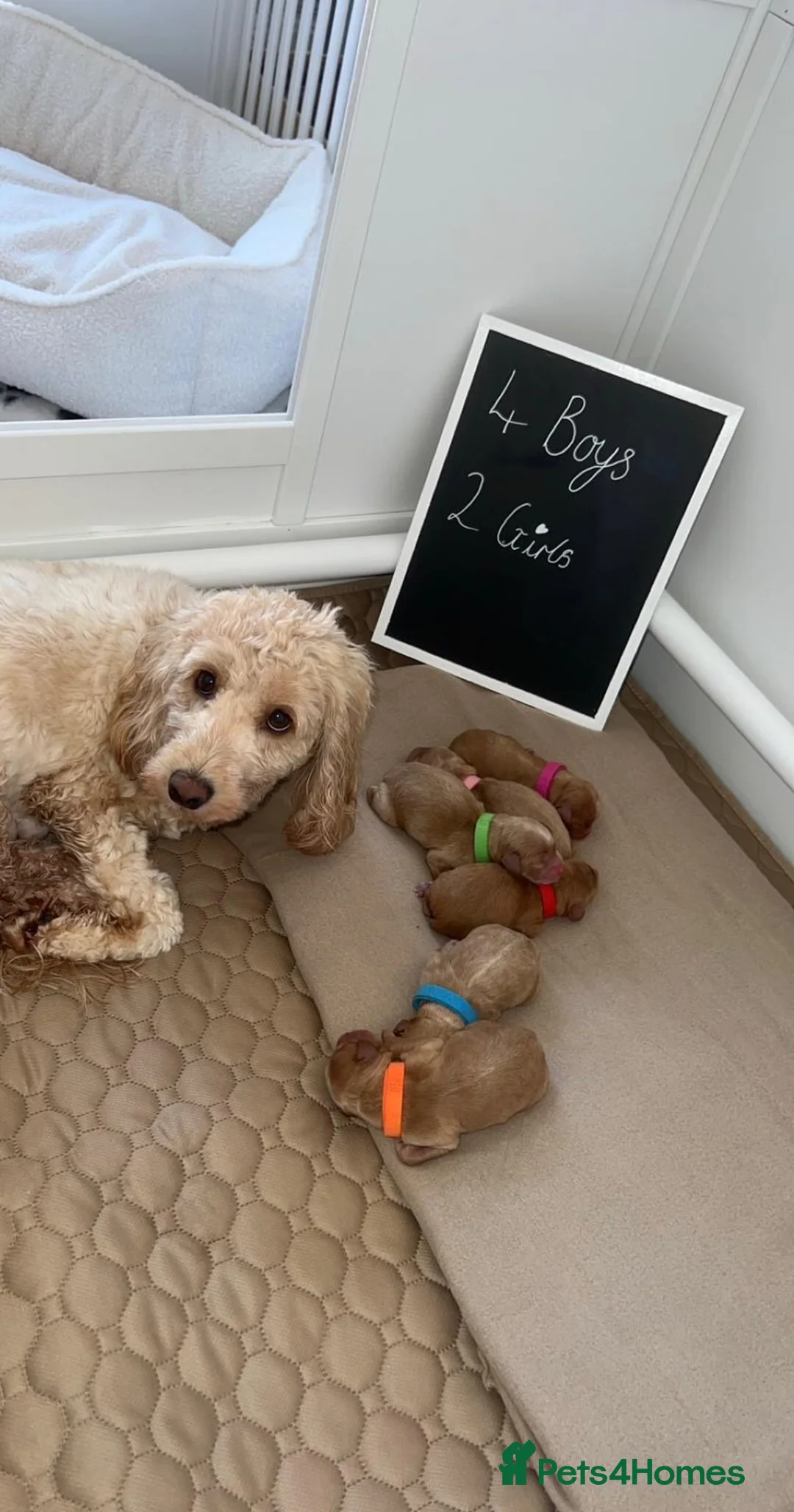 Cockapoo dogs for sale: Cockapoo puppies  - Advert 1