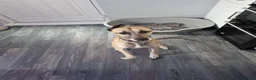 Whippet dogs for sale: Beautiful 3 year old boy needs forever home - Advert 10