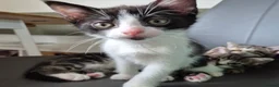 Mixed Breed cats for sale: *two left* Amazing family raised kitten - Advert 11