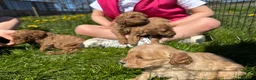 Cavapoo dogs for sale: Cavapoo F1b Puppies in Bishop Auckland - Advert 8