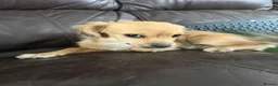 Chihuahua dogs for sale: 4 month old chihuahua in Leeds - Advert 8