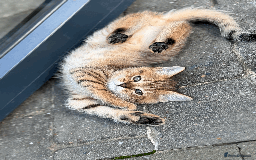 British Shorthair cats for sale: British shorthair - Image 5