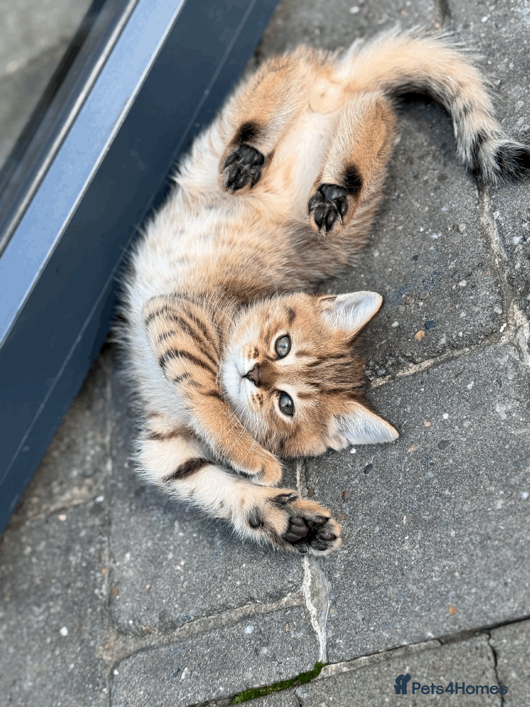 British Shorthair cats for sale: British shorthair - Image 5