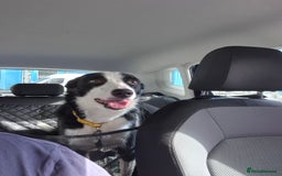 Border Collie dogs for sale: Female border collie - Image 4