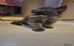 Maine Coon cats for sale: Maine Coon kittens Glasgow  - Image 21