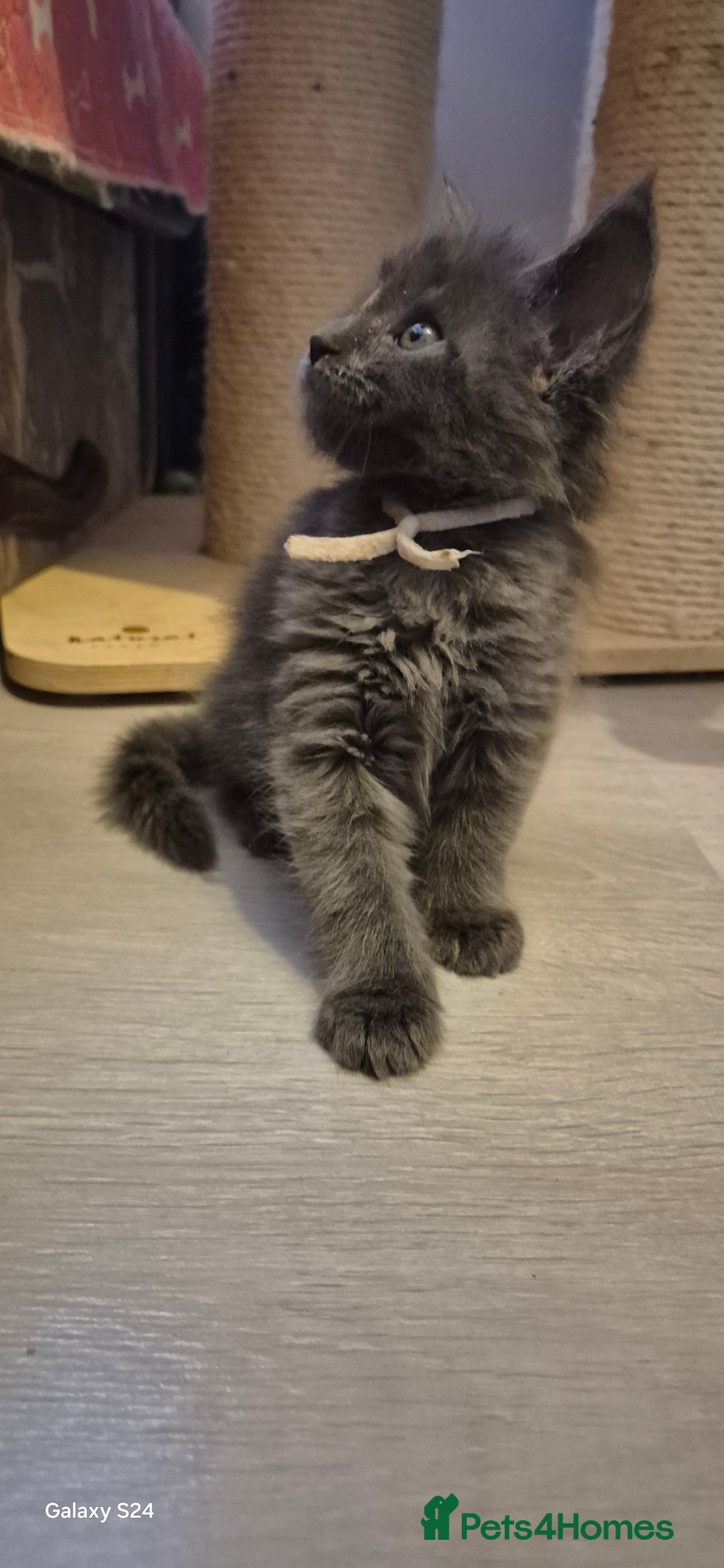 Maine Coon cats for sale: Maine Coon kittens Glasgow  - Image 21