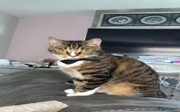 Domestic Shorthair cats for sale: Milly - Image 3
