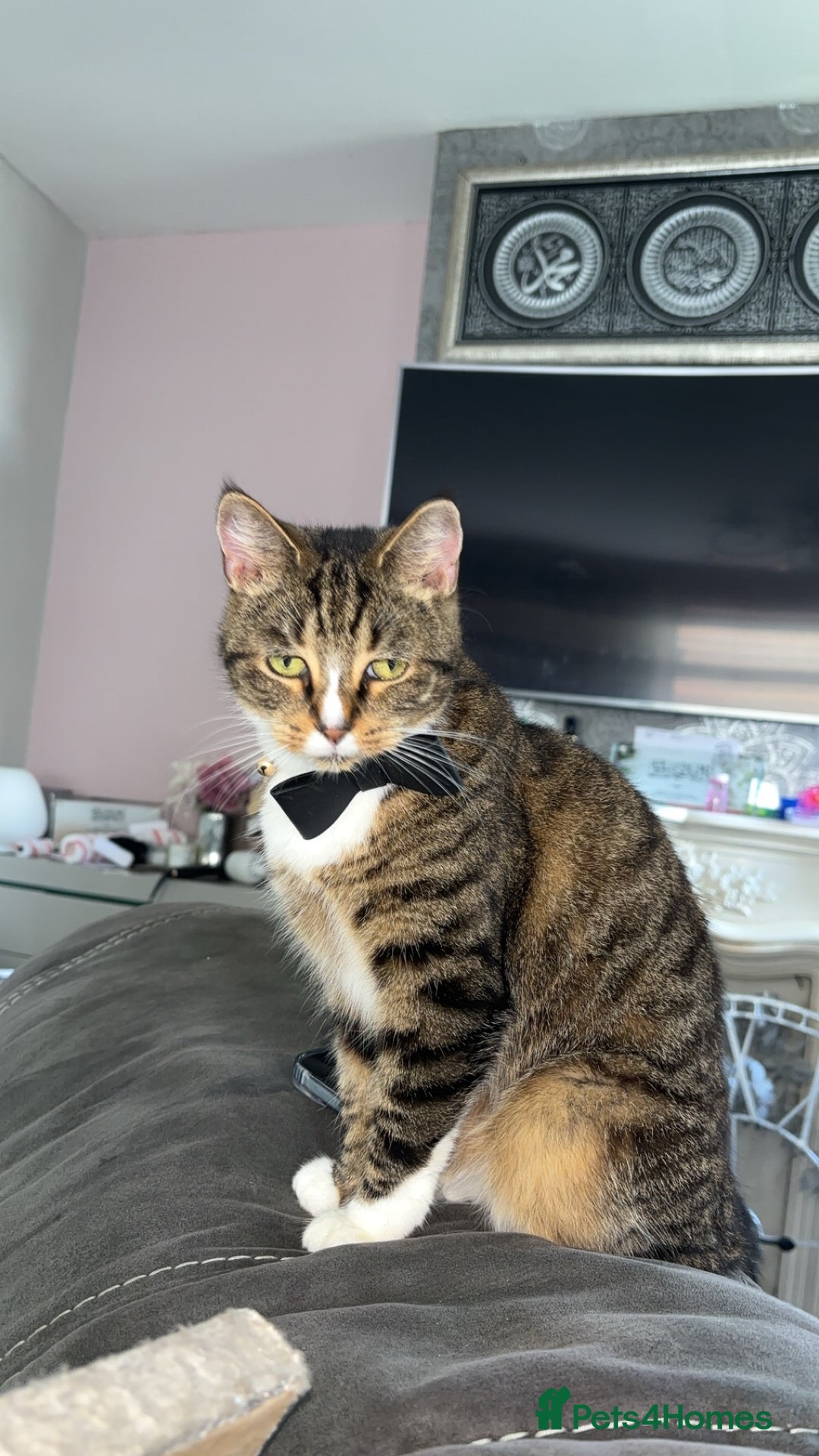 Domestic Shorthair cats for sale: Milly - Image 3
