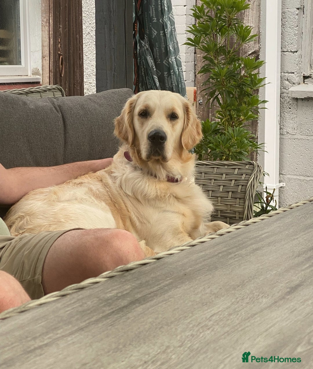 Golden Retriever dogs for sale:  Golden Retriever Puppies – KC Registered - Advert 4