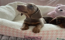 Miniature Dachshund dogs for sale: Miniature Dachshund  - Image 19