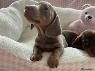 Miniature Dachshund dogs Miniature Dachshund - Advert 13