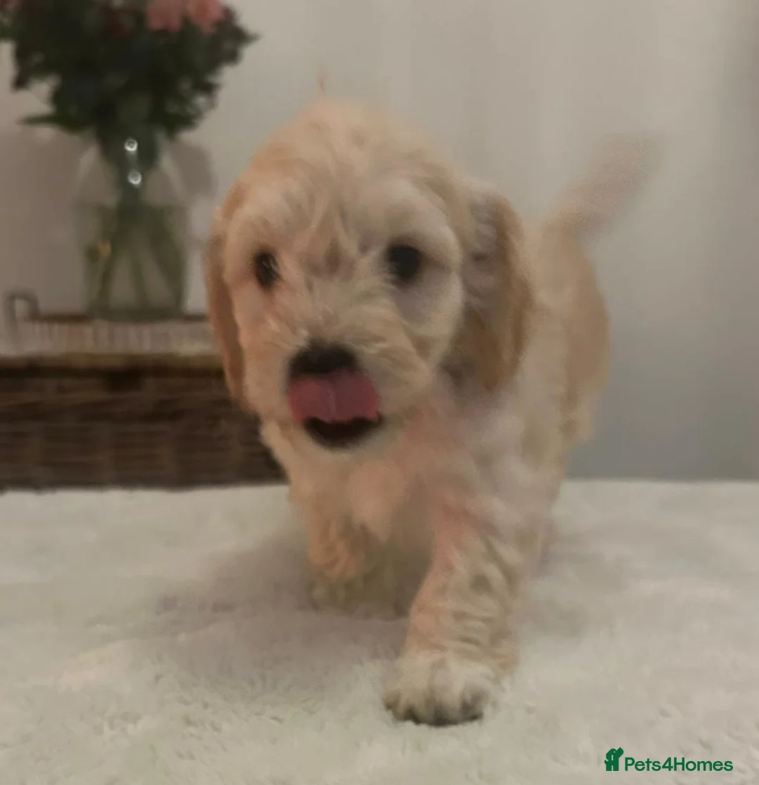 Jackapoo dogs for sale: Jackapoo puppies - Advert 4