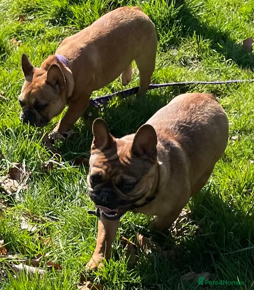 French Bulldog dogs for sale: KC HEALTH TESTED FRENCH BULLDOGS SPAYED GIRLS  - Advert 1