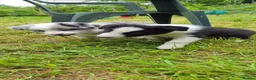Border Collie dogs for sale: Black and White Border Collie boy puppy - Advert 1