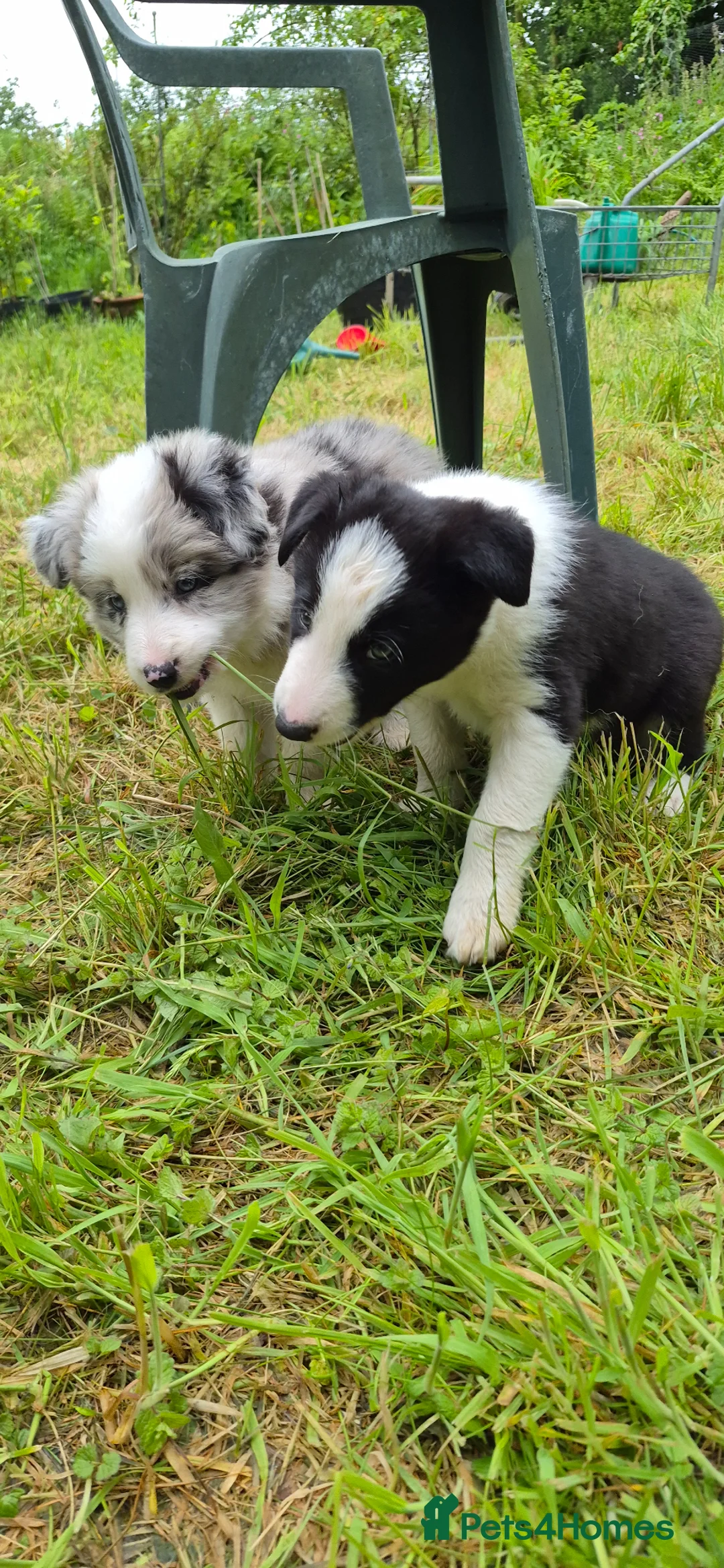 Border Collie dogs for sale: Black and White Border Collie boy puppy - Advert 1