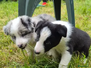 Border Collie dogs Black and White Border Collie boy puppy - Advert 16
