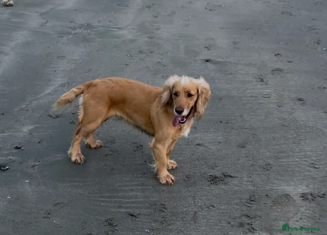 Cocker Spaniel dogs for sale: Stunning LEMON KC Reg Working Cocker Spaniel pups - Advert 13