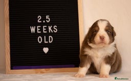 Australian Shepherd dogs for sale: KC Australian Shepherd Puppies  - Image 20