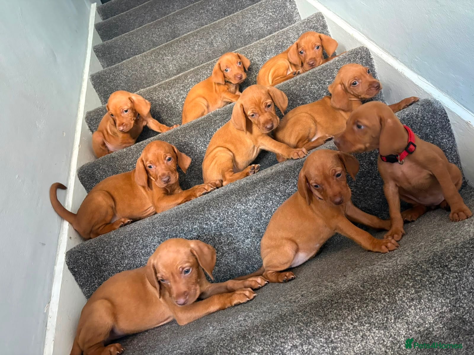 Hungarian Vizsla dogs Stunning Hungarian vizsla puppies x9 - Advert 2