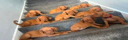 Hungarian Vizsla dogs for sale: 1 x KC registered Hungarian vizsla puppy £1600 - Advert 15