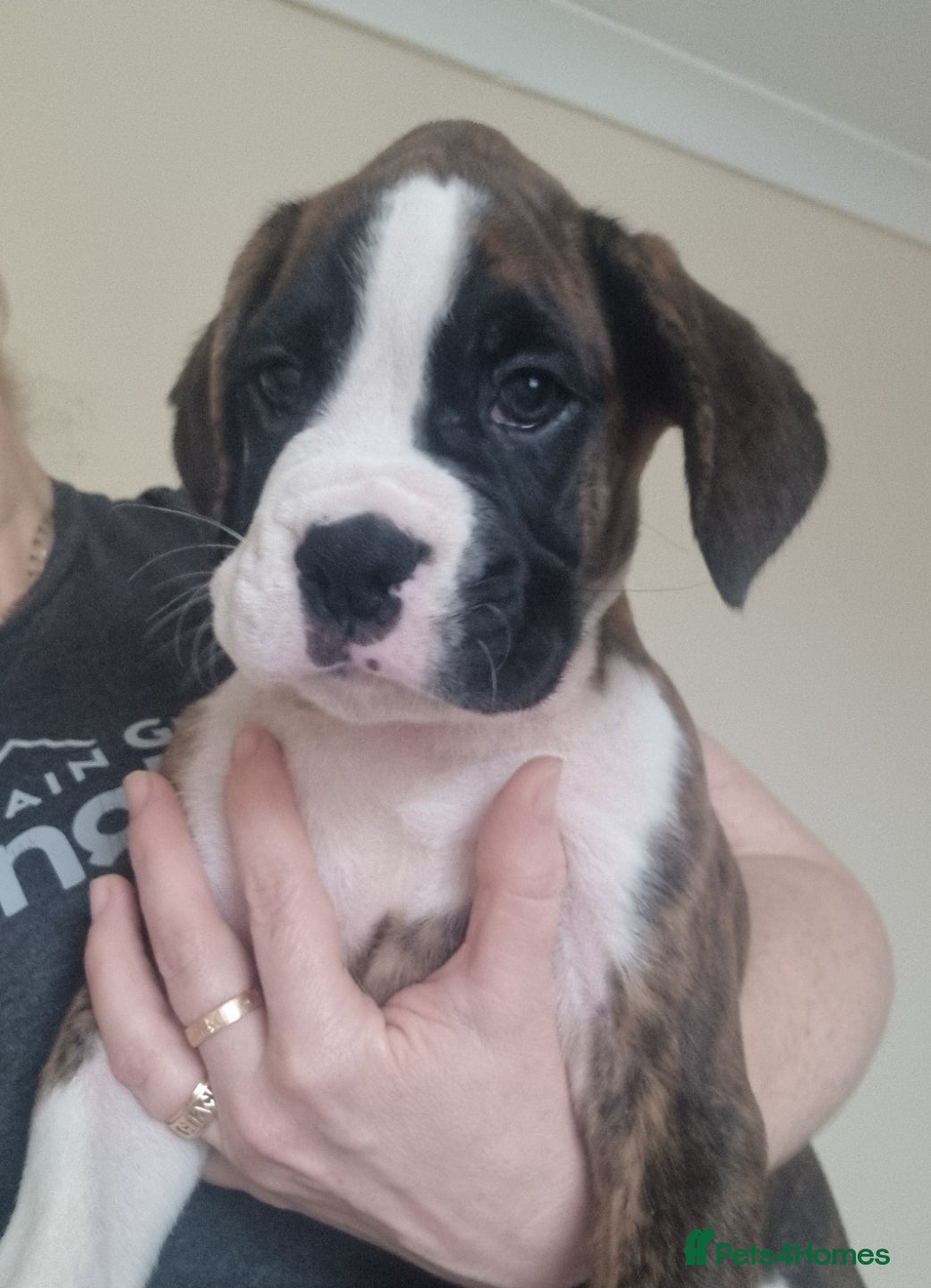 Boxer dogs Ready Now Outstanding  KC Boxer puppies - Advert 3