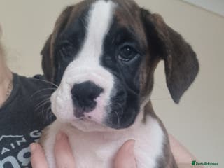 Boxer dogs Ready Now Outstanding KC Boxer puppies - Advert 4