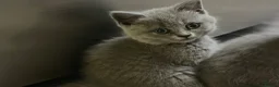 British Shorthair cats for sale: READY NOW / Adorable Blue kittens - Advert 2