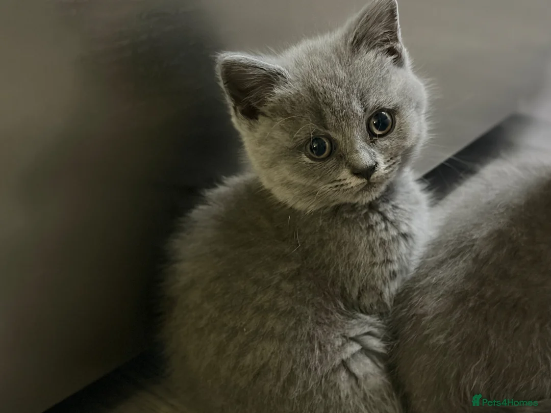 British Shorthair cats for sale: READY NOW / Adorable Blue kittens - Advert 2